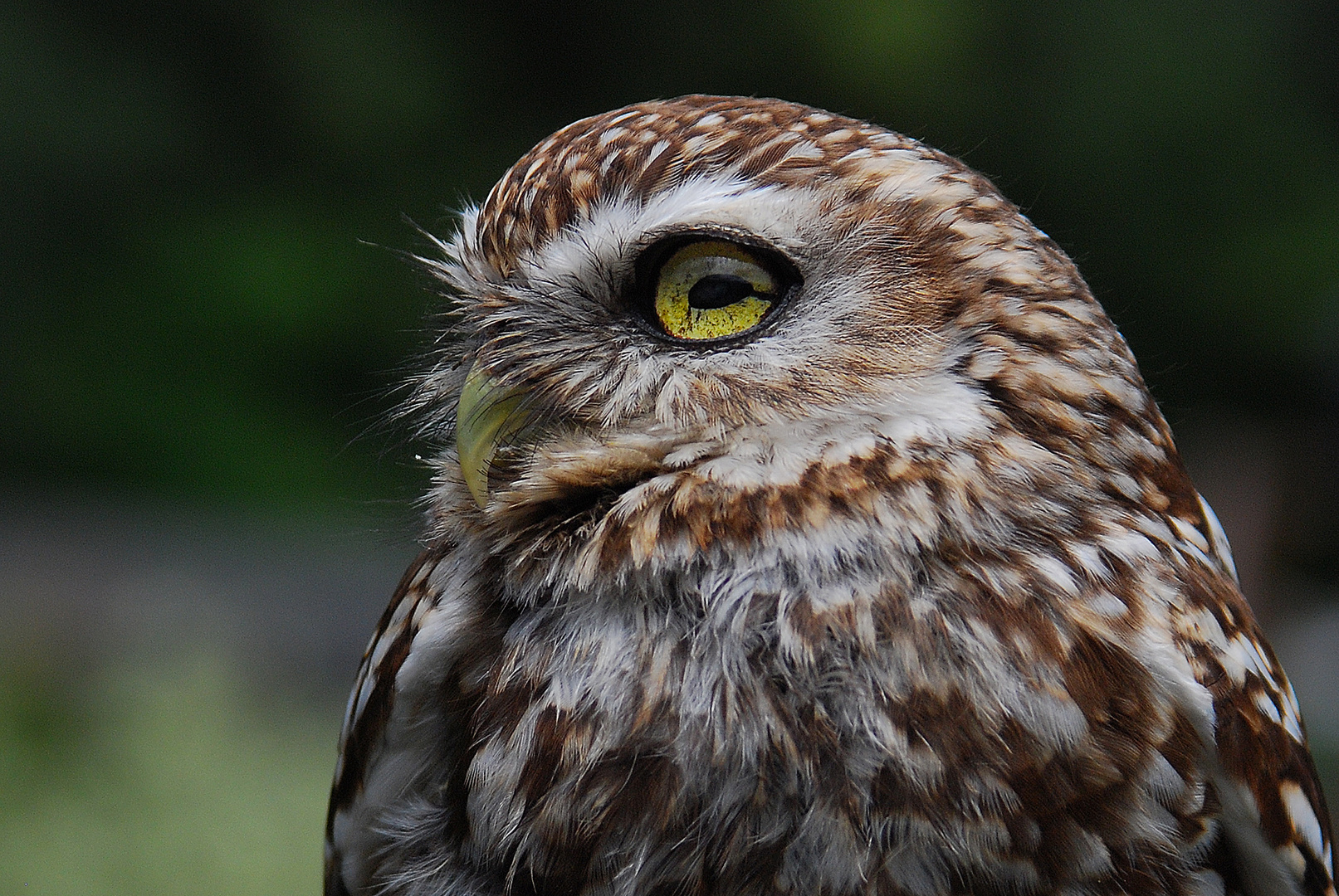 Auch ich hab manchmal einen Vogel :-)