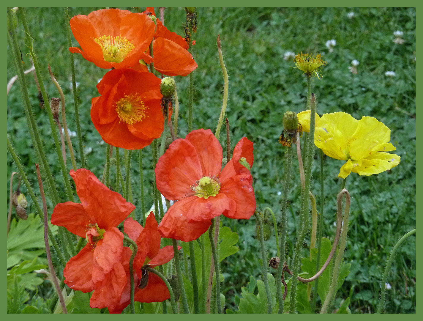 Auch ich habe ein mohn - foto gefunden - mit dem wünsche ich euch schöne feiertage!!