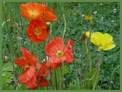 Auch ich habe ein mohn - foto gefunden - mit dem wünsche ich euch schöne feiertage!!