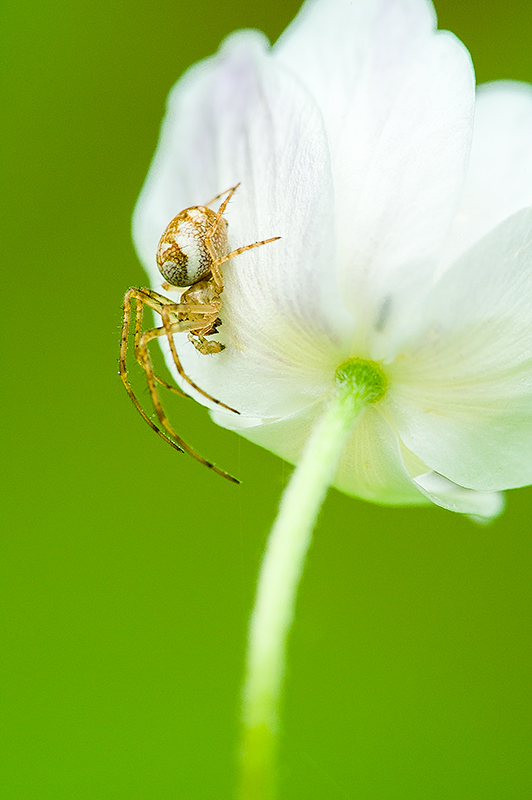 Auch ich mag Blümchen