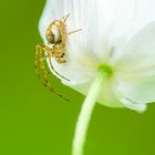 Auch ich mag Blümchen