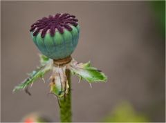 Auch ich war einmal ein Mohn