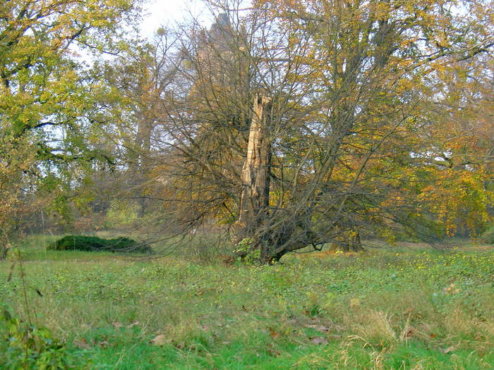 auch ich war mal ein schöner Baum