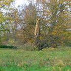 auch ich war mal ein schöner Baum