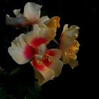 auch ihre Zeit ist bald vorbei