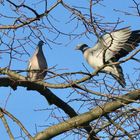 Auch im Baum ist schon Betrieb