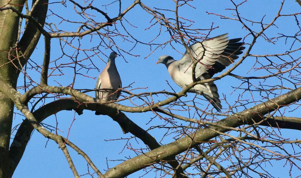 Auch im Baum ist schon Betrieb