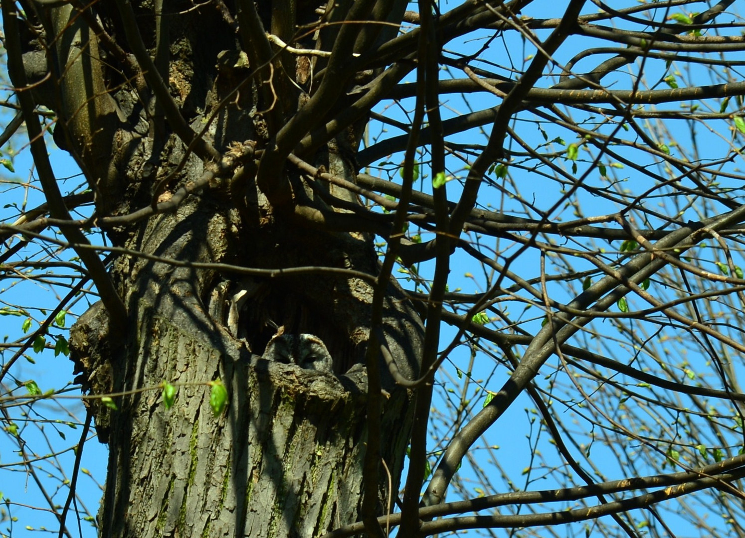 auch im Berggarten