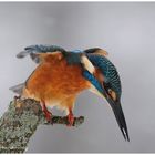 -- Auch im dichten Schneetreiben --- ( Alcedo atthis )