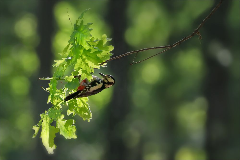 Auch im dunklen Wald...