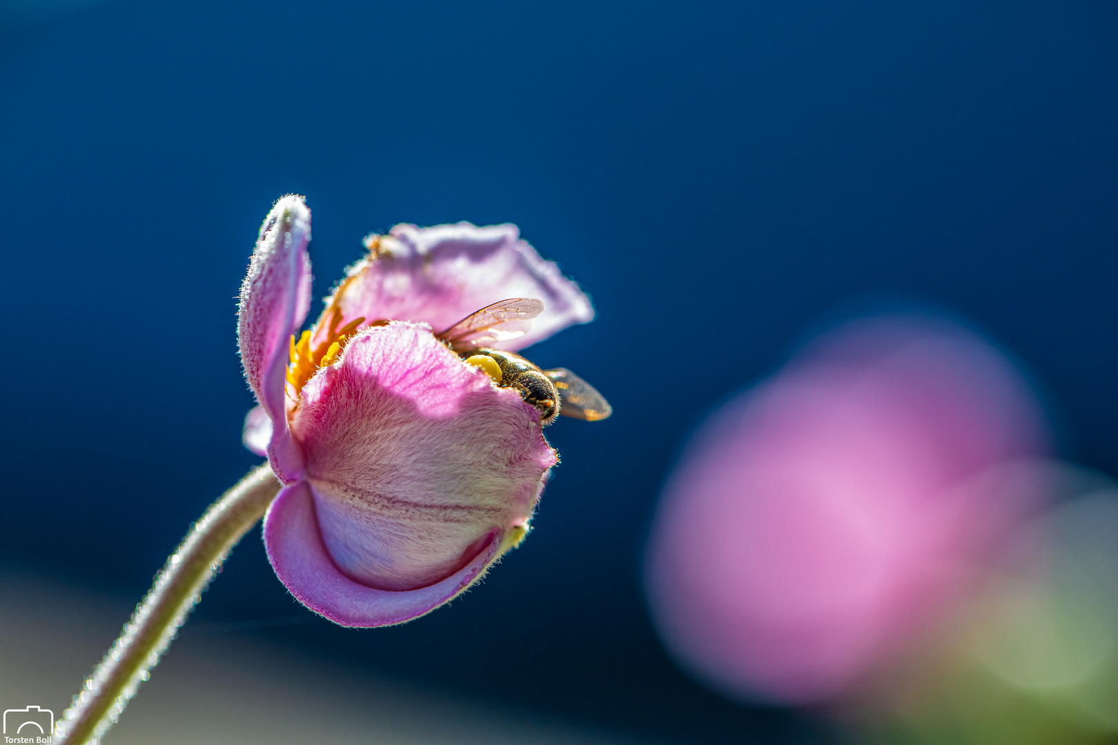 ...auch im eigenen Garten gibt es immer wieder schöne Motive