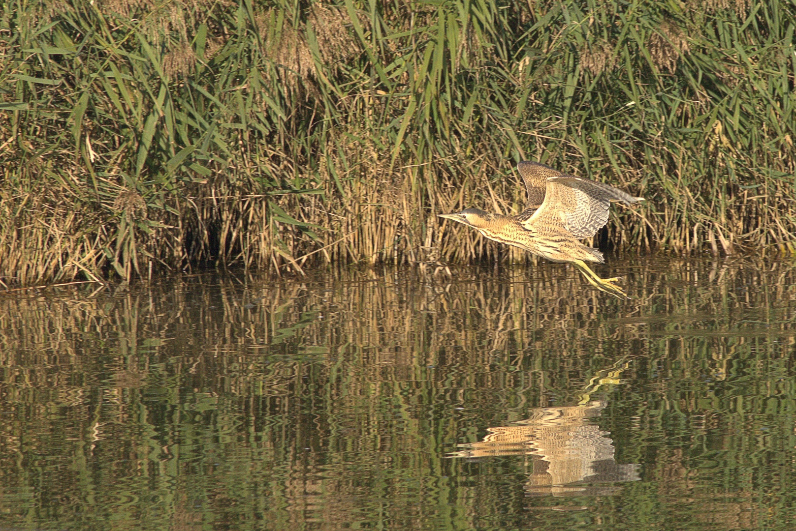 Auch im Flug