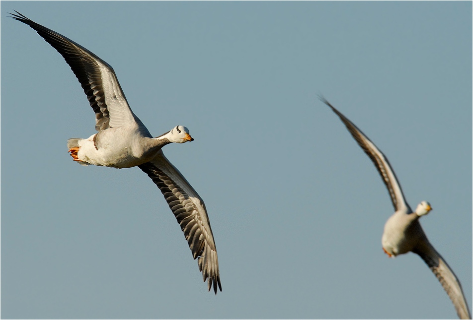 Auch im Flug erwischt...