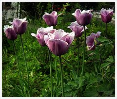 Auch im Frühling....