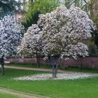 Auch im Frühling kann es "schneien"...