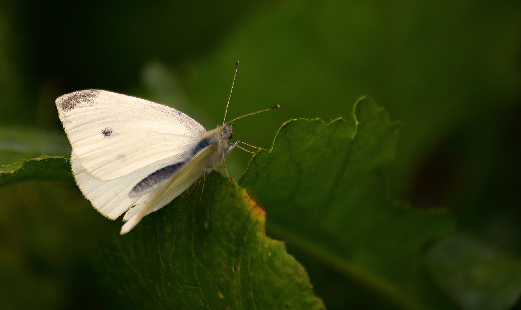 Auch im Garten