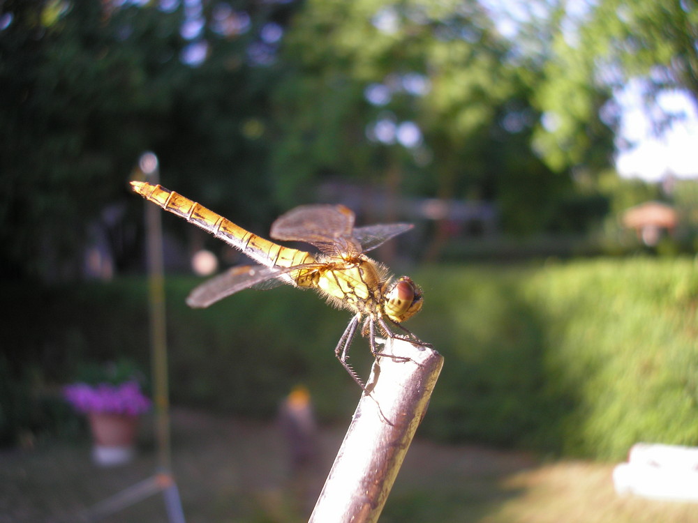 Auch im Garten ist was los