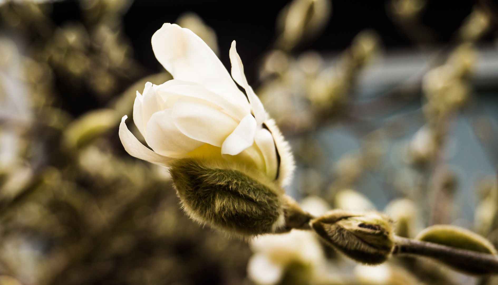 Auch im Garten kann man sich schon Erfreuen