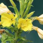 auch im Garten leuchten diese Blüten