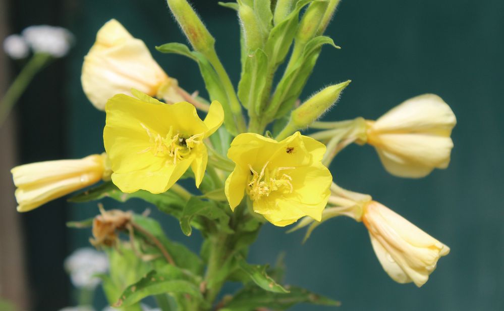 auch im Garten leuchten diese Blüten