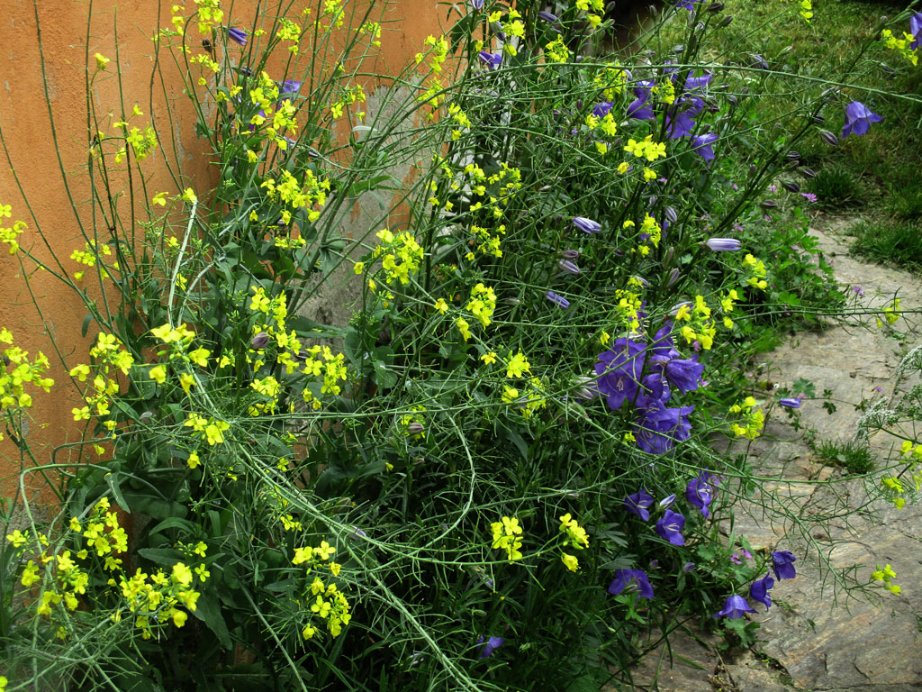 Auch im Garten vertreten