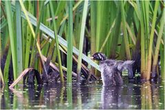 Auch im Gartenteich..