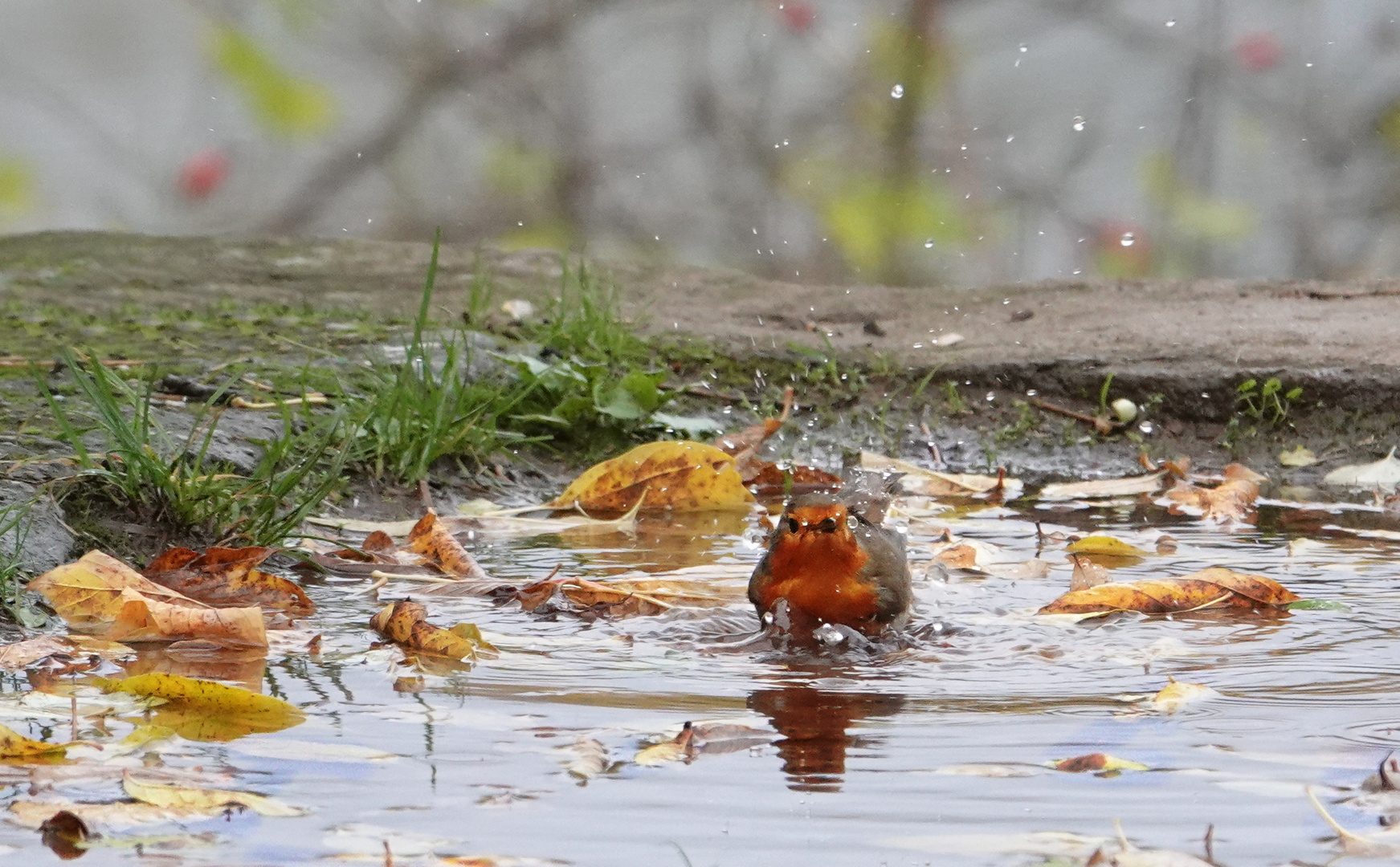 .... auch im Herbst