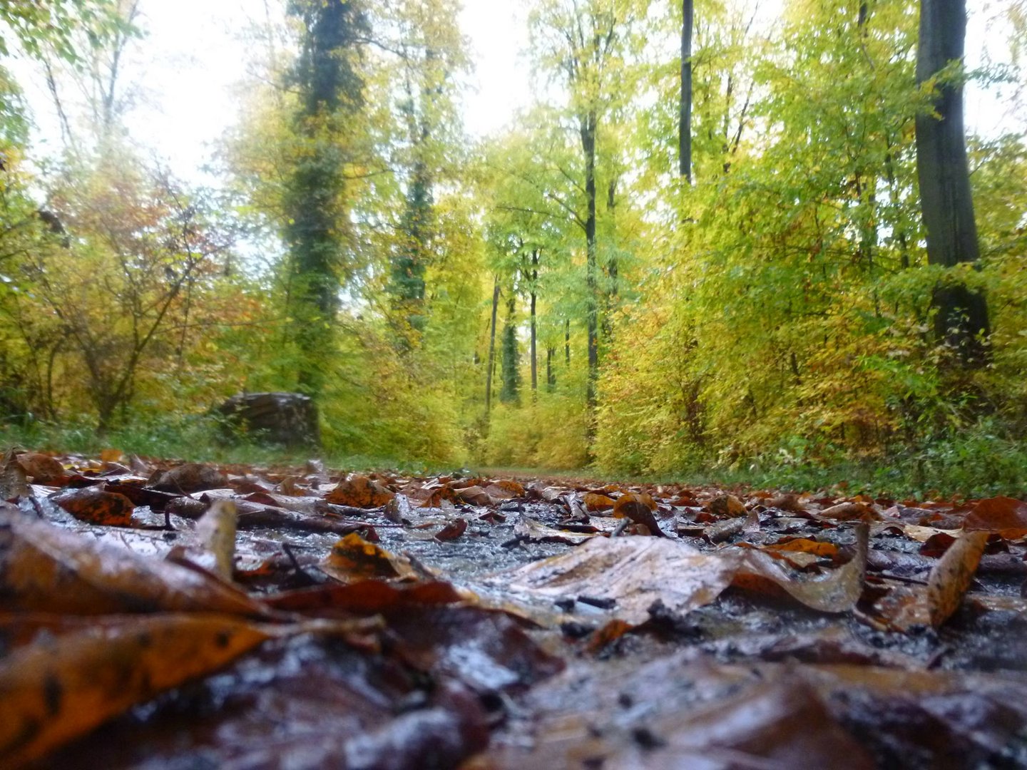  auch im  Herbst Badische Toskana 