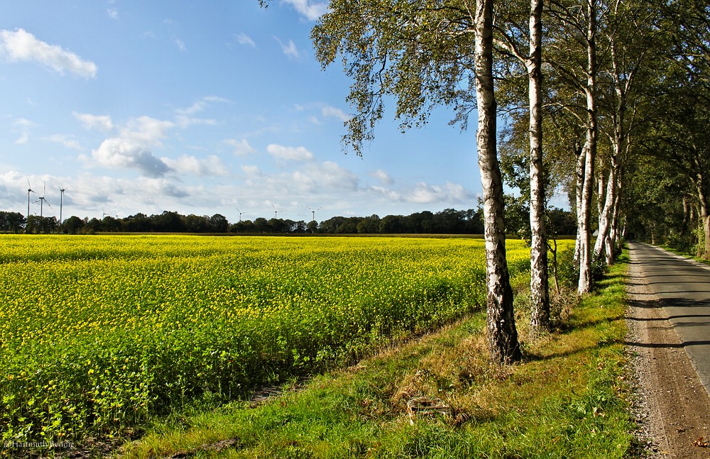 auch im Herbst blühen die Felder