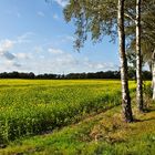 auch im Herbst blühen die Felder