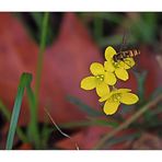 auch im Herbst blühen noch einige Blümchen..............