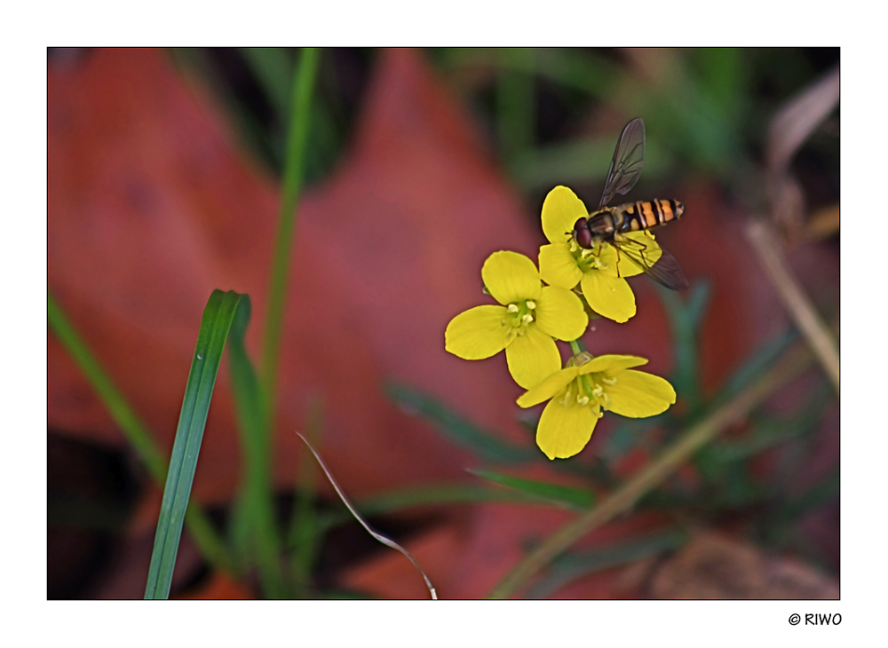 auch im Herbst blühen noch einige Blümchen..............