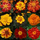 Auch im Herbst ein Blickfang - blühende Tagetes