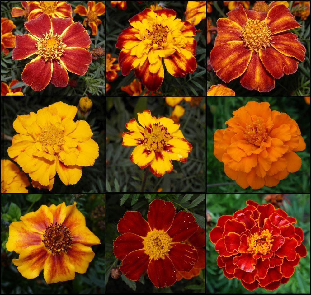 Auch im Herbst ein Blickfang - blühende Tagetes