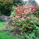 Auch im Herbst liebe ich meinen Garten