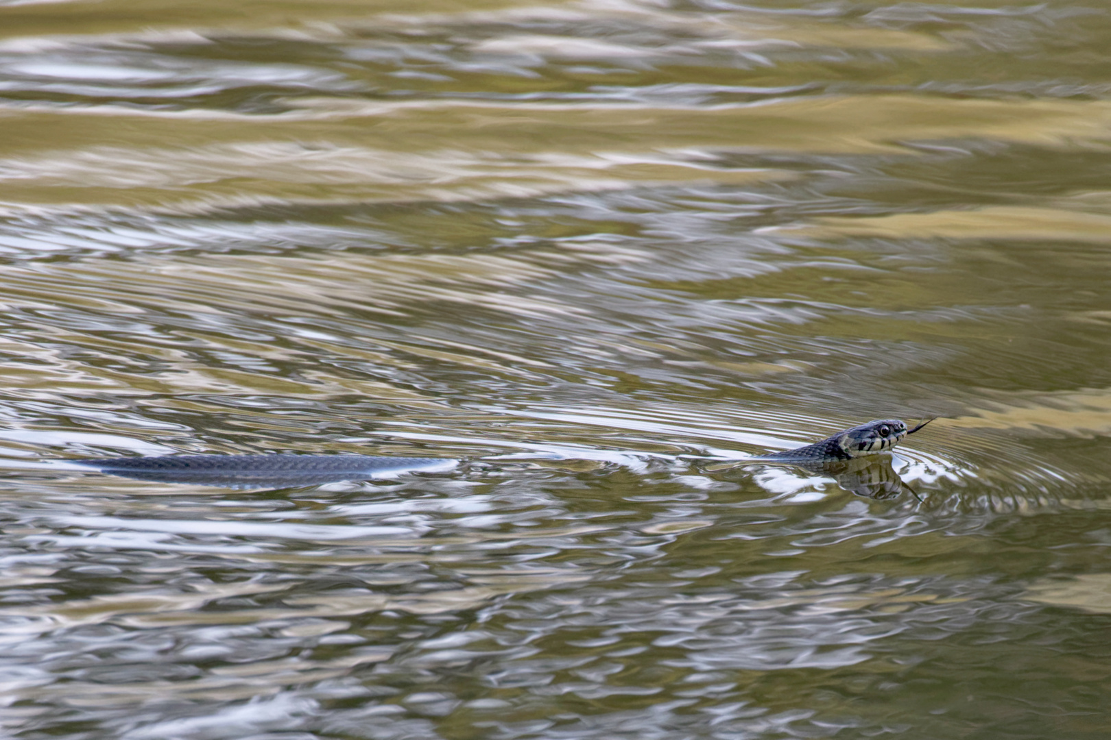 Auch im Herbst noch aktiv: Ringelnatter (Natrix natrix)  im Teich 