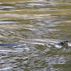 Auch im Herbst noch aktiv: Ringelnatter (Natrix natrix)  im Teich 