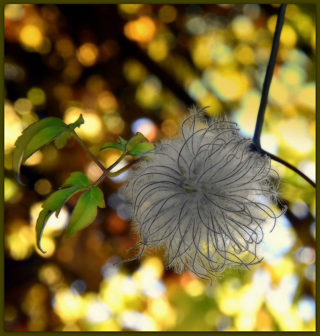 Auch im Herbst sieht die "Clematis"  als Wuschelköpfchen interssant aus 