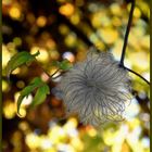 Auch im Herbst sieht die "Clematis"  als Wuschelköpfchen interssant aus 