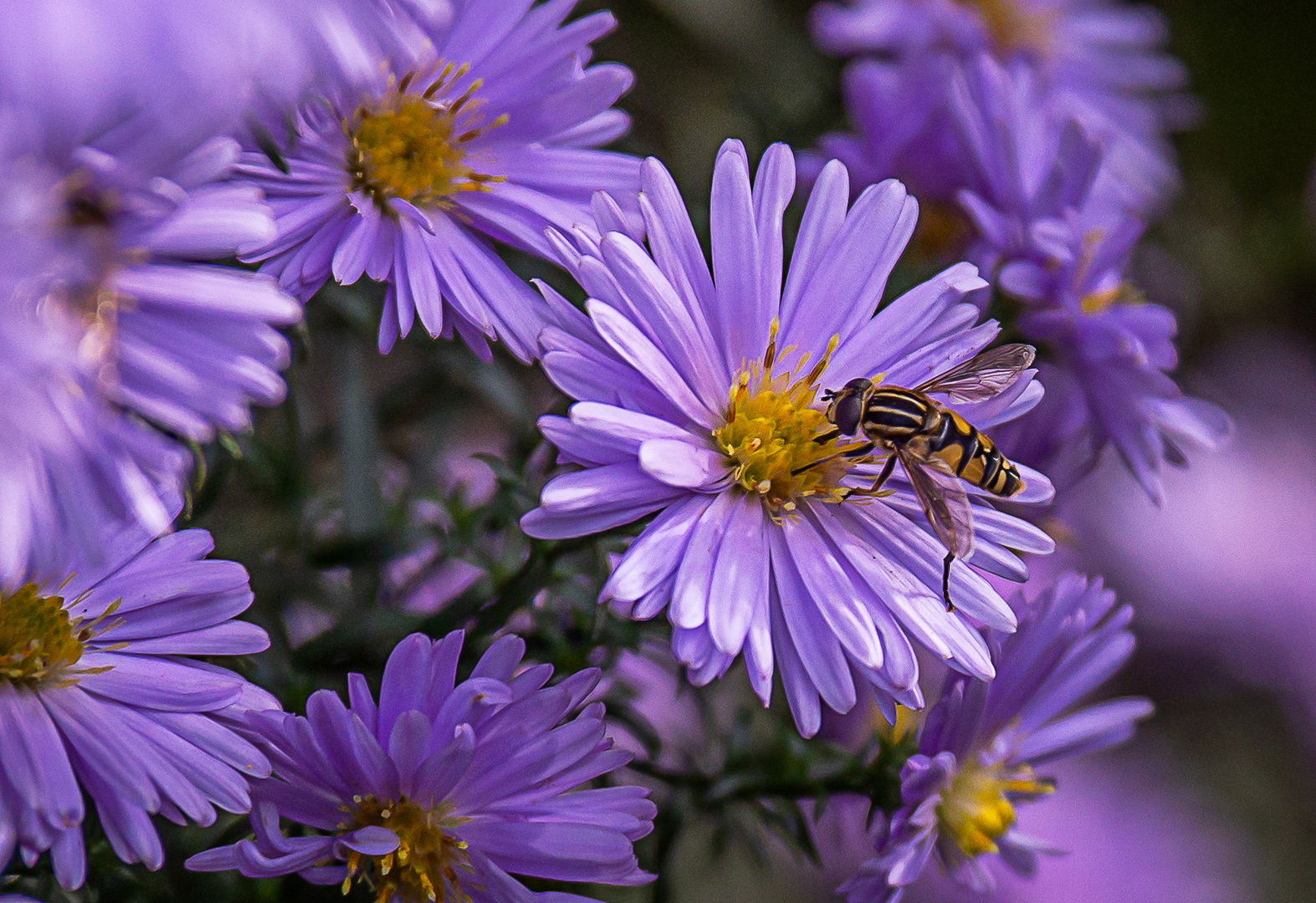 Auch im Herbstgarten gibt's noch Nektar für die Insekten!