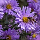 Auch im Herbstgarten gibt's noch Nektar für die Insekten!