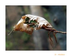 auch im Hertener Wald kommt der Frühling