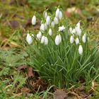 Auch im Hintertaunus steht der Frühling in der Tür 01