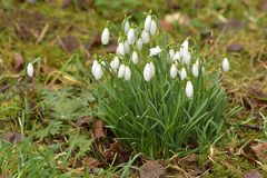 Auch im Hintertaunus steht der Frühling in der Tür 01