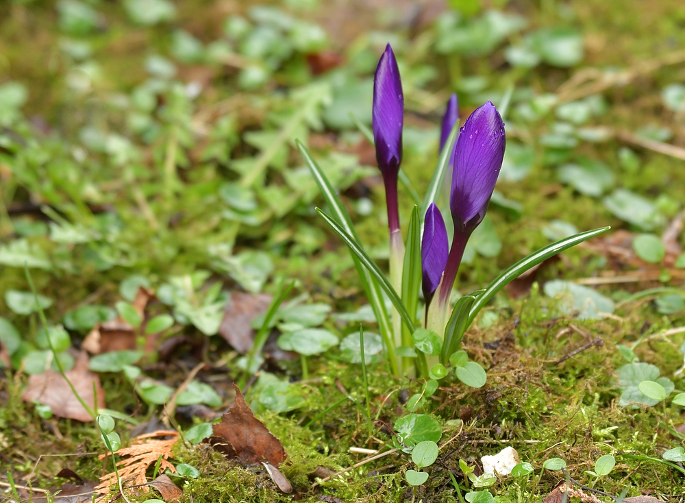 Auch im Hintertaunus steht der Frühling in der Tür 02