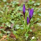 Auch im Hintertaunus steht der Frühling in der Tür 02