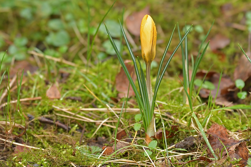 Auch im Hintertaunus steht der Frühling in der Tür 03