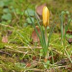 Auch im Hintertaunus steht der Frühling in der Tür 03