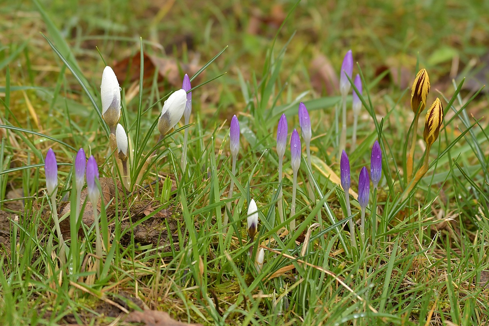 Auch im Hintertaunus steht der Frühling in der Tür 04