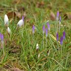 Auch im Hintertaunus steht der Frühling in der Tür 04